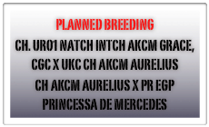 Planned Breeding
CH. URO1 NatCH IntCH AKCM Grace, CGC X UKC CH AKCM Aurelius 
CH AKCM Aurelius x PR egp princessa de mercedes